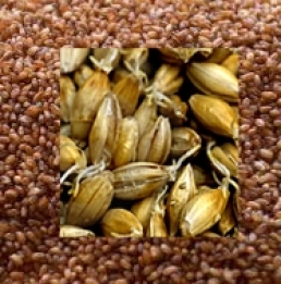 images/categorieimages/Grain Malt.jpg